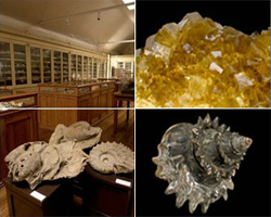 Amostras Selecionadas das Coleções de Rochas, Minerais e Fósseis do Museus Geológico – GEOBASES